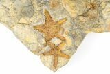 Cluster Of Fossil Starfish (Petraster?) - El Kaid Rami, Morocco #193733-2